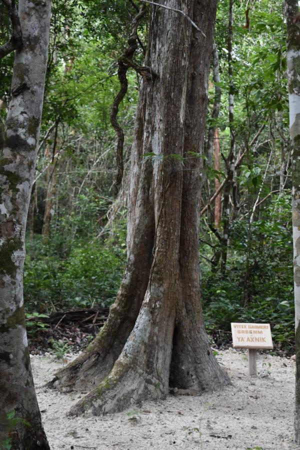 فيلا إكسبوجيلفي Eco Aldea Kinich Ahau المظهر الخارجي الصورة